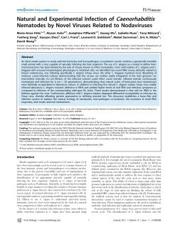 Natural and Experimental Infection of Caenorhabditis Nematodes by