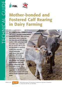 Mother-bonded and Fostered Calf Rearing in