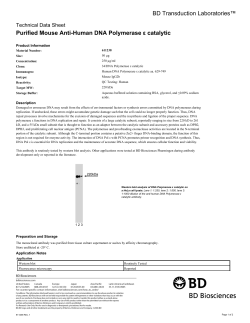 Purified Mouse Anti-Human DNA Polymerase &epsilon;