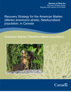 American Marten (Martes americana atrata), Newfoundland population