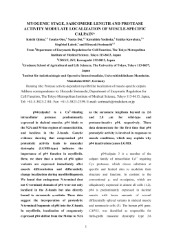 myogenic stage, sarcomere length and protease activity modulate