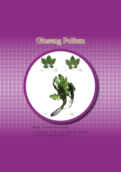 19_Ginseng Folium