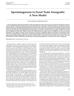 Spermatogenesis in Ferret Testis Xenografts
