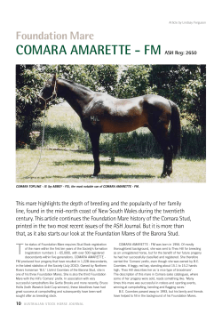 Foundation Mare COMARA AMARETTE
