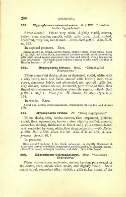 200 Sweet scented. Pileus very white, slightly viscid, convex, fleshy