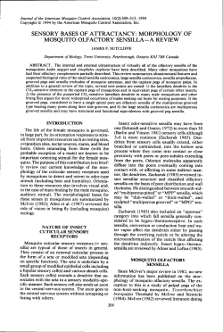 SENSORY BASES OF ATTRACTANCY: MORPHOLOGY OF