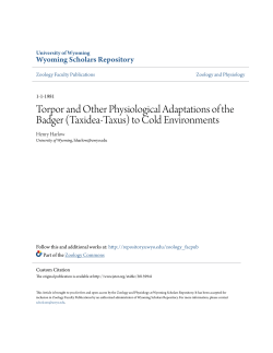 Torpor and Other Physiological Adaptations of the Badger (Taxidea