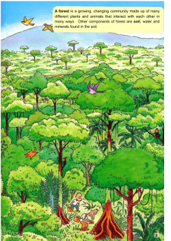A forest is a growing, changing community made up of many