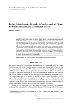 Incisor Schmelzmuster Diversity in South America`s Oldest Rodent