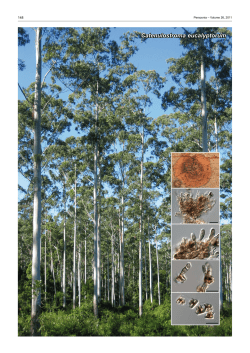 Catenulostroma eucalyptorum