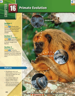 Primate Evolution