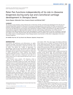 Peter Pan functions independently of its role in