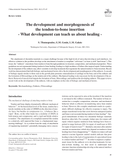 The development and morphogenesis of the tendon-to