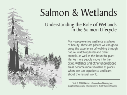 Understanding the Role of Wetlands in the