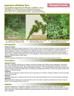 Japanese climbing fern - Geosystems Research Institute