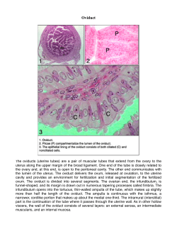 71 Oviducts