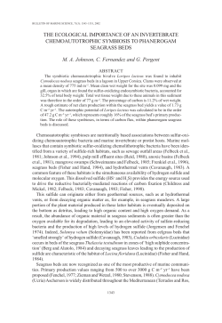 The ecological importance of an invertebrate chemoautotrophic