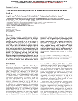 The isthmic neuroepithelium is essential for