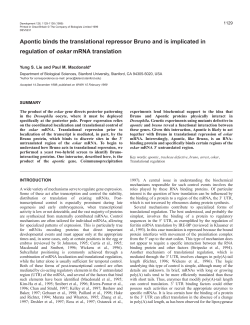 Apontic binds translational repressor Bruno - Development