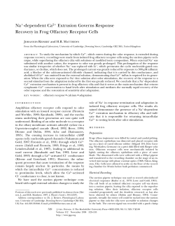 Na -dependent Ca2+ Extrusion Governs Response