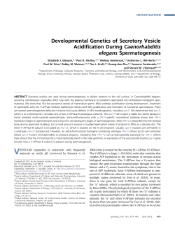Developmental Genetics of Secretory Vesicle Acidification During