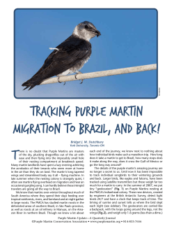 Tracking Purple Martin Migration to Brazil, and Back!