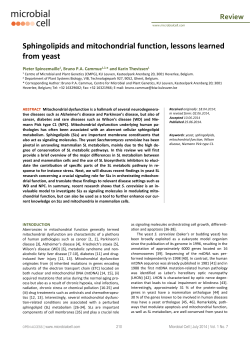 Sphingolipids and mitochondrial function, lessons learned from yeast
