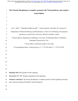 The Protein Phosphatase 4 complex promotes the Notch