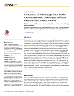 Comparison of the Photosynthetic Yield of Cyanobacteria and Green