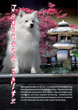 The Japanese Spitz ( ) is an extremely likable dog breed having a