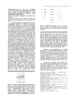 PHOSPHORYLATION OF TAU BY GLYCOGEN SYNTHASE KINASE