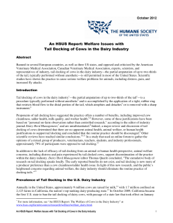 Tail Docking of Cows - The Humane Society of the United States