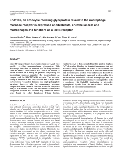 Endo180, a novel endocytic lectin receptor