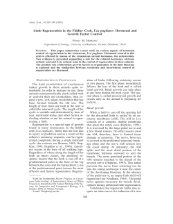 Limb Regeneration in the Fiddler Crab, Uca pugilator