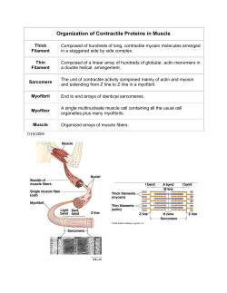 Organization of Contractile Proteins in Muscle