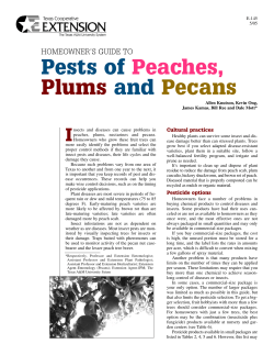P ests of P each es, Plum s and Pecans