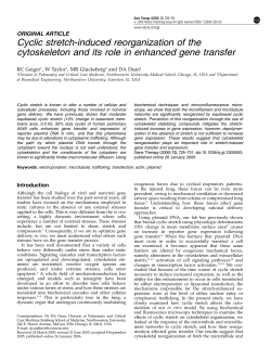 Cyclic stretch-induced reorganization of the cytoskeleton and its role