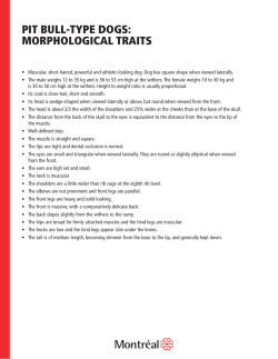 pit bull-type dogs: morphological traits