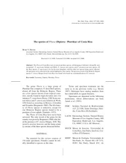 The species of Phora (Diptera: Phoridae) of Costa Rica