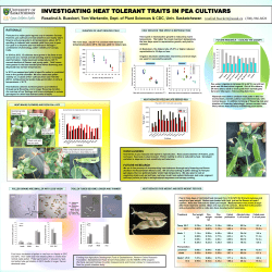 Poster tampa pea redone