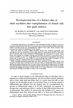 Developmental fate of a distinct class of chick myoblasts after