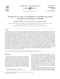 Essential role for puma in development of postembryonic neural