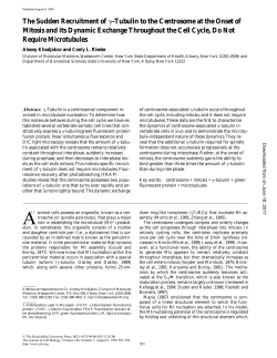 The Sudden Recruitment of -Tubulin to the Centrosome at the Onset