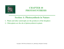 Photosynthesis in Nature