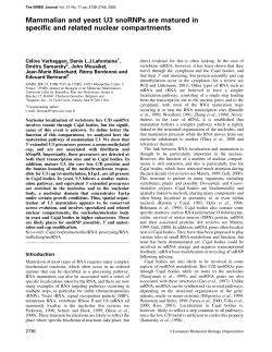 Mammalian and yeast U3 snoRNPs are matured in
