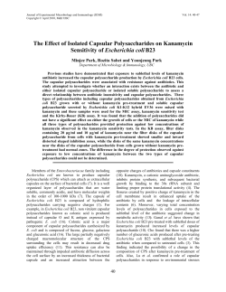 The Effect of Isolated Capsular Polysaccharides on Kanamycin