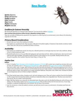 Bess Beetle - Sargent Welch