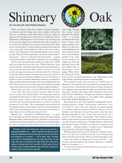 Shinnery Oak - Oklahoma Department of Wildlife Conservation