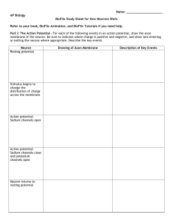 AP Biology BioFlix Study Sheet for How Neurons