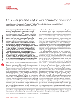 A tissue-engineered jellyfish with biomimetic propulsion